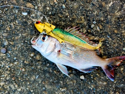 チャリコの釣果