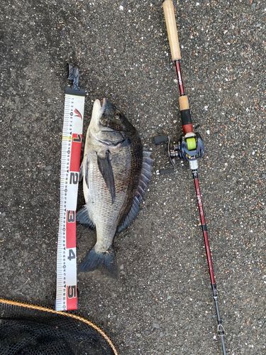 クロダイの釣果