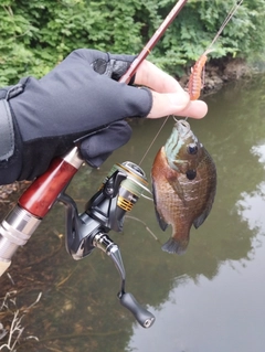 ブルーギルの釣果