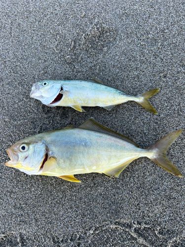 ショゴの釣果