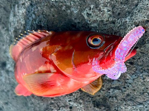 アカハタの釣果