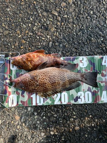 オオモンハタの釣果