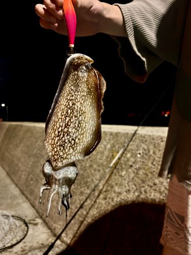 コウイカの釣果
