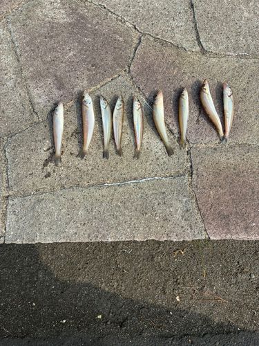 シロギスの釣果