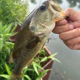 ラージマウスバス