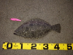 ヒラメの釣果