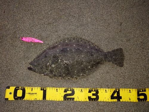 ヒラメの釣果