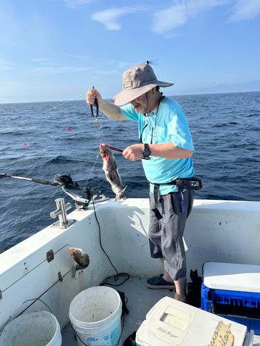 ホッケの釣果