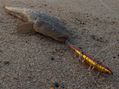 マゴチの釣果