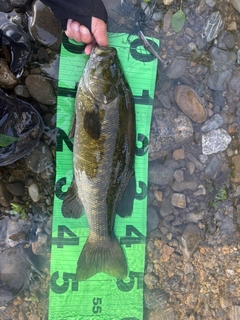 スモールマウスバスの釣果