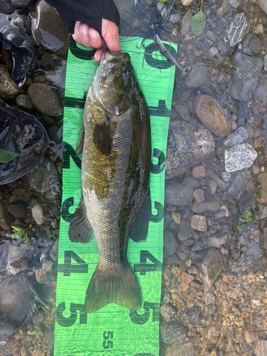 スモールマウスバスの釣果