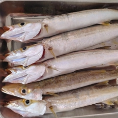 カマスの釣果