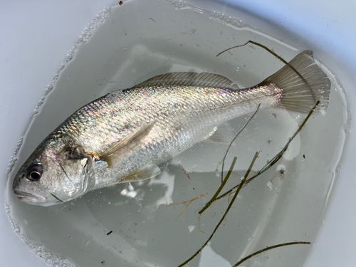 シログチの釣果
