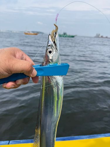 タチウオの釣果