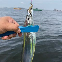 タチウオ