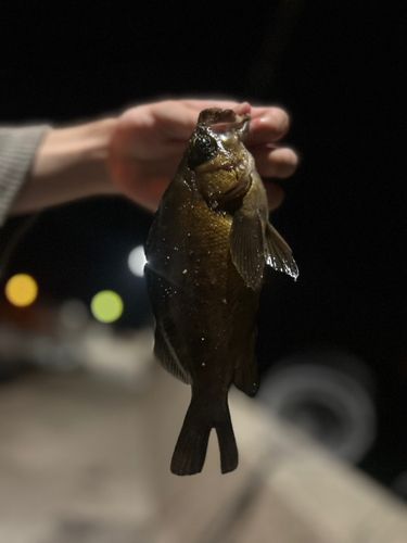 シロメバルの釣果