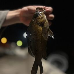 シロメバル