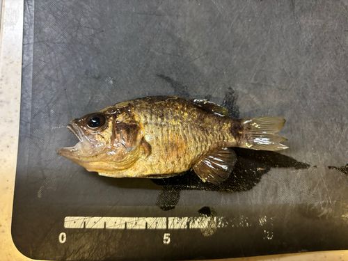クロイシモチの釣果