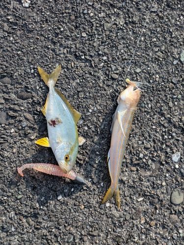 ショゴの釣果