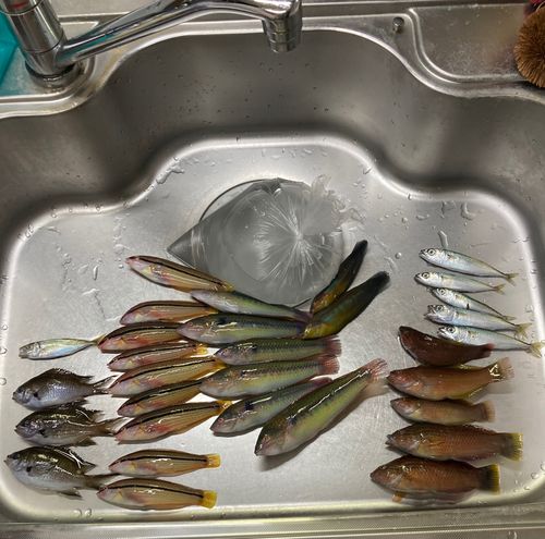 キュウセンの釣果