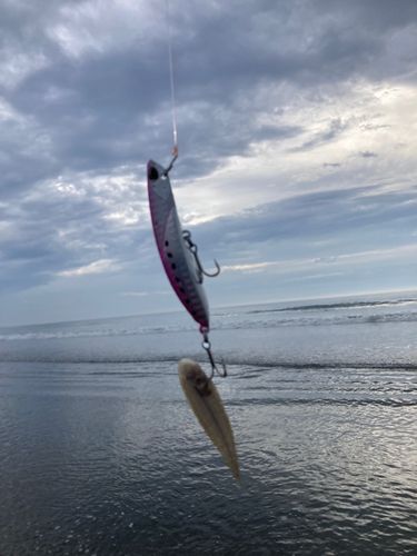 シタビラメ