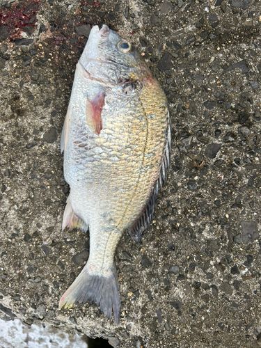 チヌの釣果