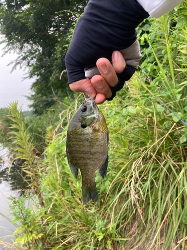ブルーギルの釣果