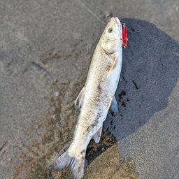 ウグイ