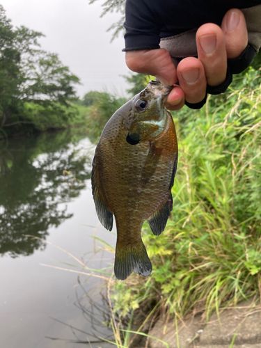 ブルーギルの釣果
