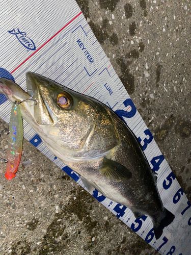 シーバスの釣果