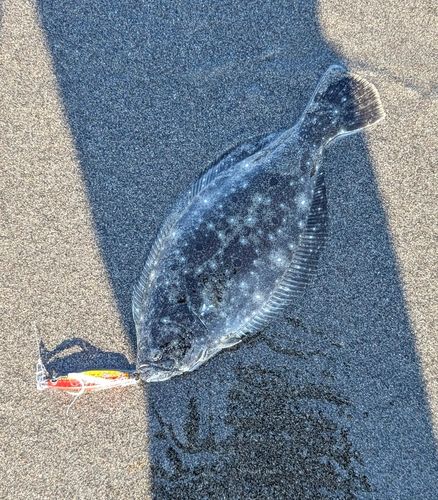ソゲの釣果