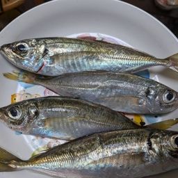 アジ