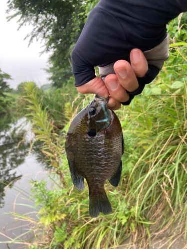 ブルーギルの釣果