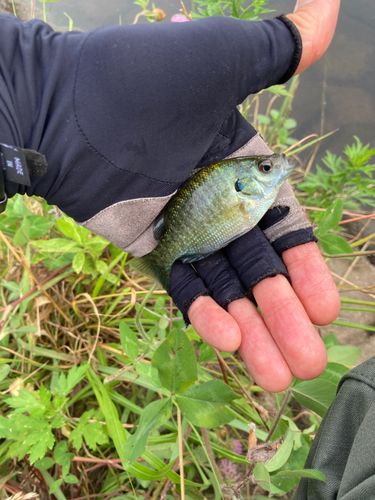 ブルーギルの釣果