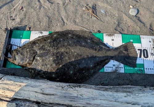 ヒラメの釣果