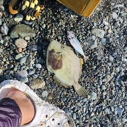 カワハギ