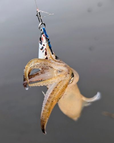 マメイカの釣果