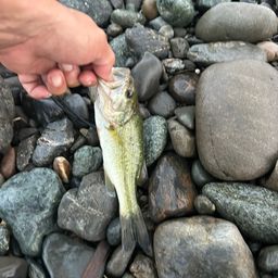 ラージマウスバス