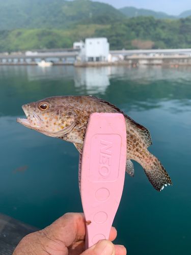 オオモンハタの釣果