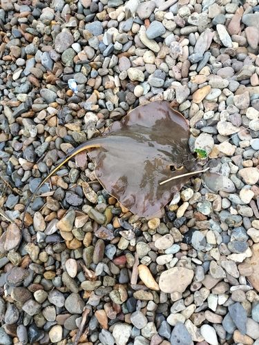 アカエイの釣果