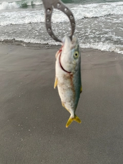 ワカシの釣果