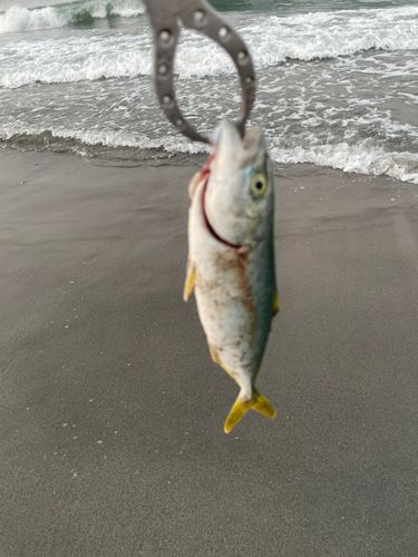 ワカシの釣果