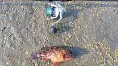 アラカブの釣果