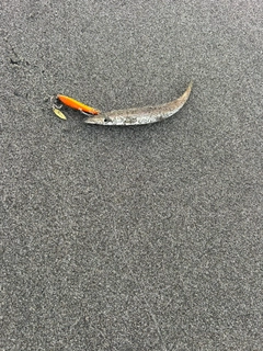 カマスの釣果