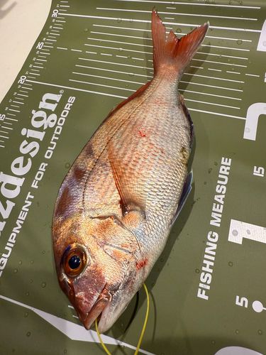 マダイの釣果