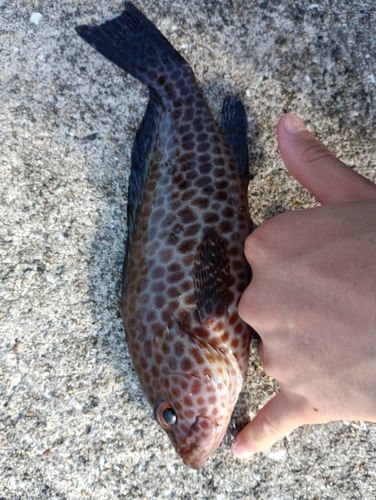 オオモンハタの釣果
