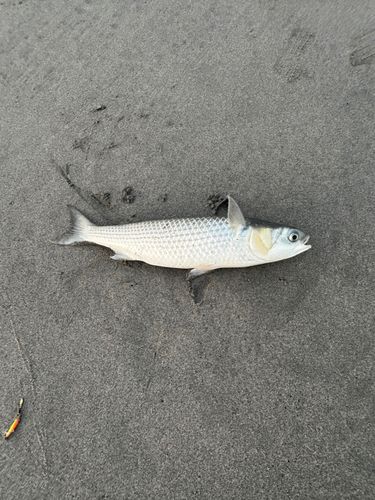 ボラの釣果