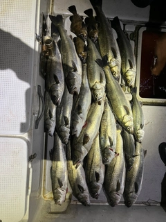 セイゴ（マルスズキ）の釣果