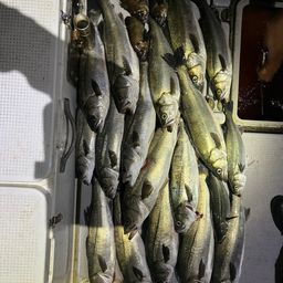 セイゴ（マルスズキ）