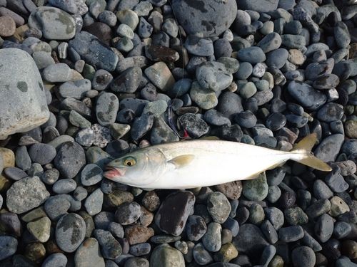 ワカシの釣果